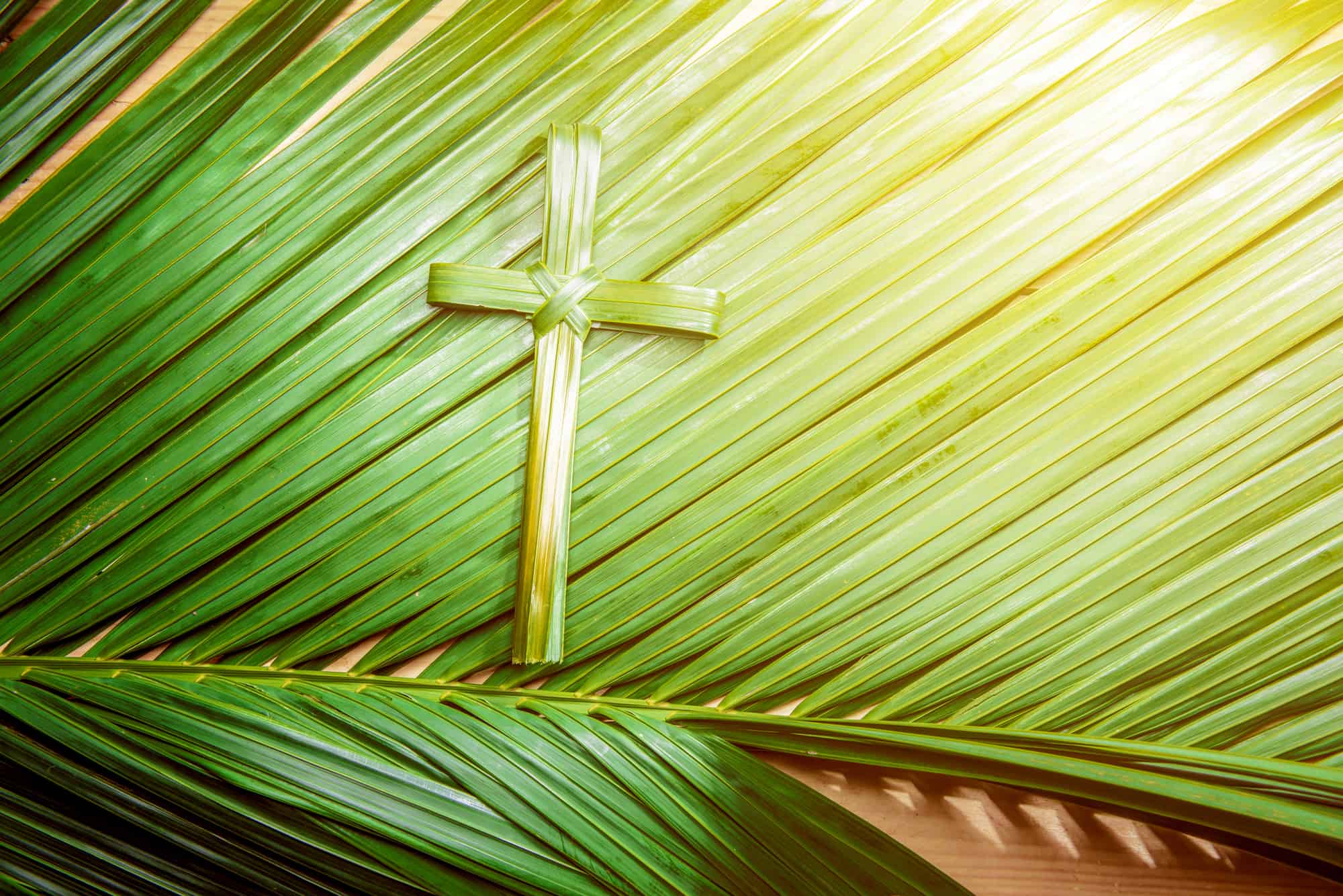 2022 Palm Giveaway!
